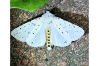 Spilosoma lubricipeda