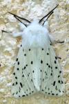 Spilosoma lubricipeda