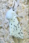 Spilosoma lubricipeda