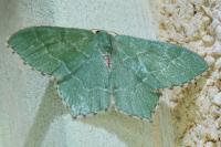 Hemithea aestivaria