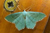 Hemithea aestivaria