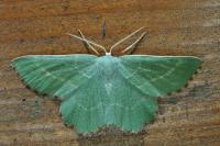 Thalera fimbrialis