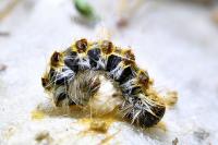 Thaumetopoea pityocampa