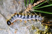 Thaumetopoea pityocampa
