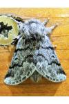 Thaumetopoea pityocampa