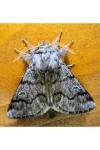 Thaumetopoea pityocampa