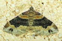 Xanthorhoe ferrugata