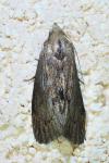 Galleria mellonella