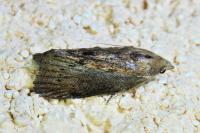 Galleria mellonella