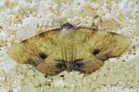 Plagodis dolabraria