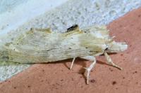 Pterostoma palpina