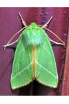 Pseudoips prasinanus