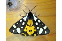 Arctia villica