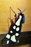 Arctia villica