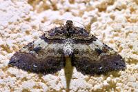 Earophila badiata