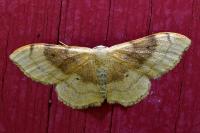 Idaea degeneraria
