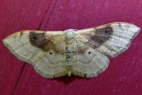 Idaea degeneraria