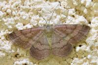 Scopula rubiginata