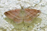 Scopula rubiginata