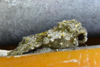 Hecatera dysodea