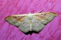 Idaea rubraria