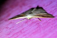 Idaea rubraria