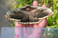 Saturnia pyri