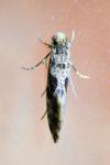 Nemapogon granellus