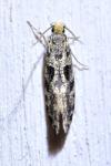 Nemapogon granellus