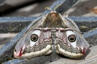 Saturnia pavonia