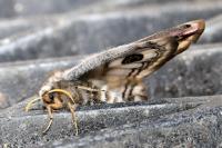 Saturnia pavonia