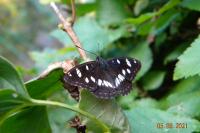 Limenitis reducta