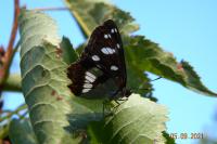 Limenitis reducta