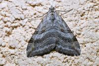Aplocera efformata