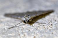 Aplocera efformata