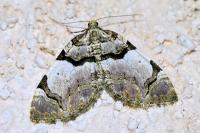 Anticlea derivata