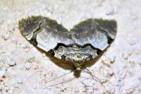 Anticlea derivata