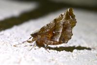 Selenia dentaria