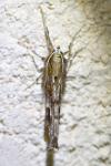 Selenia dentaria