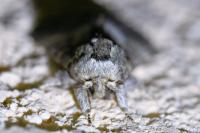 Drymonia ruficornis