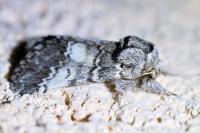 Drymonia ruficornis