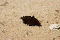 Nymphalis antiopa