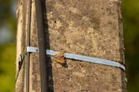 Nymphalis polychloros