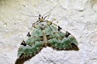 Colostygia pectinataria