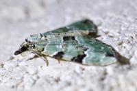 Colostygia pectinataria