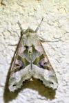 Phlogophora meticulosa