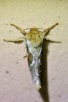 Korscheltellus lupulinus