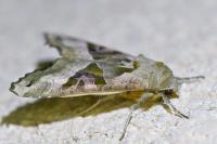 Phlogophora meticulosa