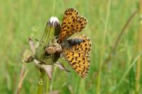 Boloria dia