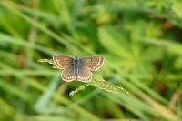 Aricia agestis